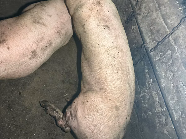 Vier, Porci