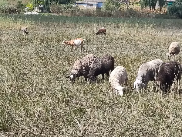 Oaie, Romanov sheep