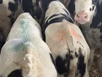 İribuynuzlu mal-qara (partiya, cinsi göstərilməyib), Simmental cattle — foto 6