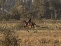 Égua, French Trotter — foto 4
