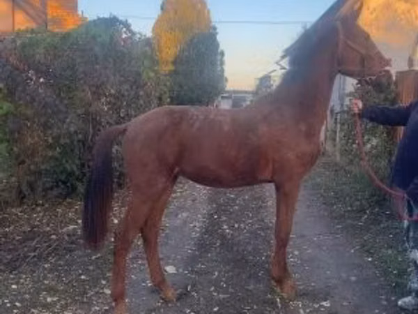 公马, Nonius horse