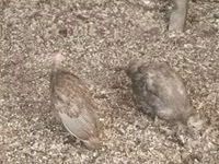 Guinea fowl — Foto 1