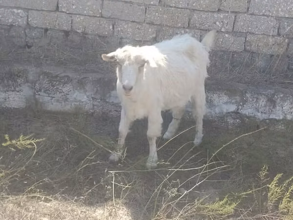 Goat, Goats