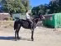 Cavalo, Cavalos — foto 6