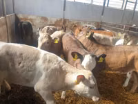 सांड, Simmental cattle — फ़ोटो 4