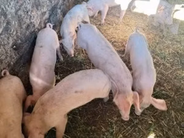 Vier, Porci