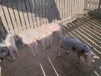 Scroafă, Porci — foto 1