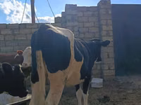 Sigir, Simmental cattle — 4-rasm