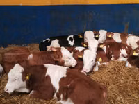 ثور, Simmental cattle — الصورة 1