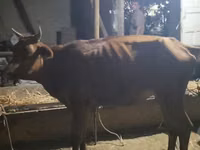 Vaca, Bovinos — foto 1