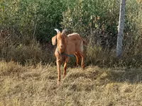 تيس, Alpine goat — الصورة 3