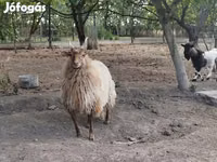 Bélier, Racka sheep — photo 2