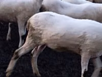 Oaie, Tsigai sheep — foto 3