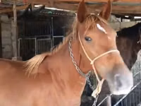 Égua, Cavalos — foto 1