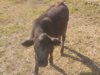 Buqa, Swiss cattle — 3-rasm