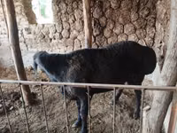 Ram, Arashan sheep — photo 4