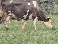 Vacă, Simmental cattle — foto 8