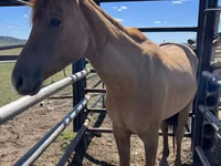 حصان, Kazakh horse — الصورة 2