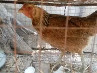आईएसए ब्राउन — फ़ोटो 1