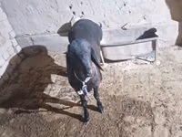 Billy Goat, Goats — photo 6