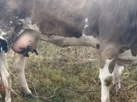 Bou, Bovine — foto 4