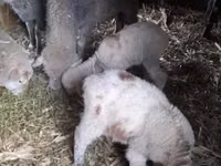母羊, Sheep — 照片 1