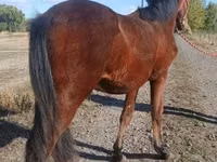 公马, Hungarian horse breed — 照片 3