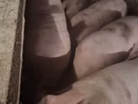 母猪 — 照片 2