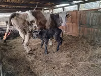 Cow, Brown Latvian — photo 6