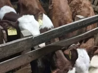 Bull, Simmental cattle — photo 3