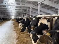 Kuh, Holstein-Rasse — Foto 5