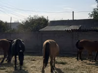 Jument, Chevaux — photo 2