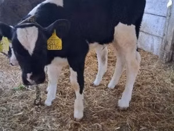 Bull, Russian Black pied cattle