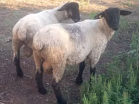 Berbec, White Suffolk sheep — foto 2