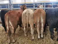 公牛, Limousin cow — 照片 4