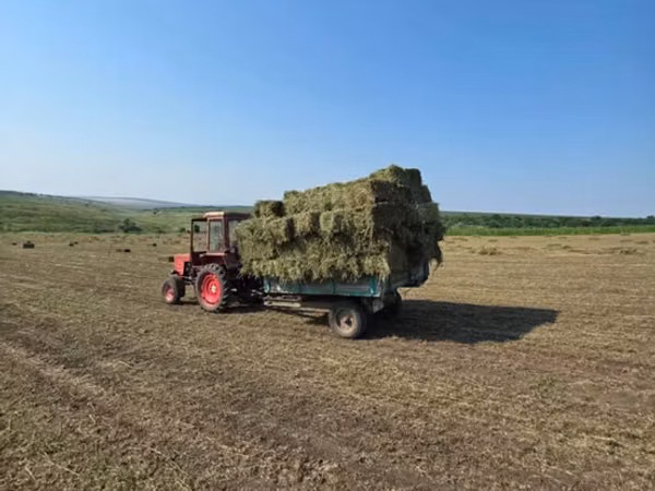 Lucernă pentru animale