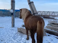Aygʻir, Yakutian horse — 1-rasm