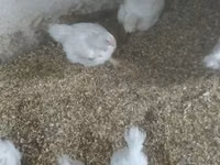 Chickens — الصورة 2