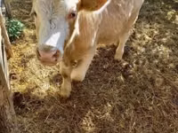 Buqa, Simmental cattle — 8-rasm