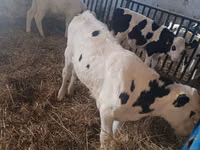 Bulle, Russian Black pied cattle — Foto 6