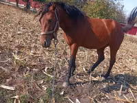 母马, Horses — 照片 4