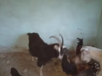 Billy Goat, Alpine goat — photo 6