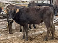 Vaca, Aberdeen-Angus — foto 4