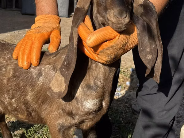 Ziege, Kamori goats