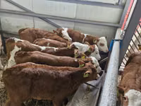 ثور, Simmental cattle — الصورة 2