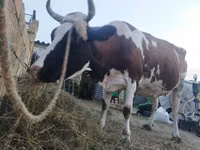 بقرة, Simmental cattle — الصورة 1