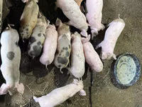 Eber, Schweine — Foto 4