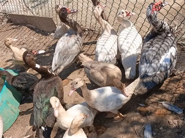 rață domestică Muscovy