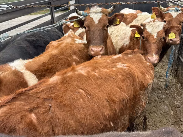 Bou, Simmental cattle