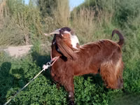 Ziege, Beetal goats — Foto 2